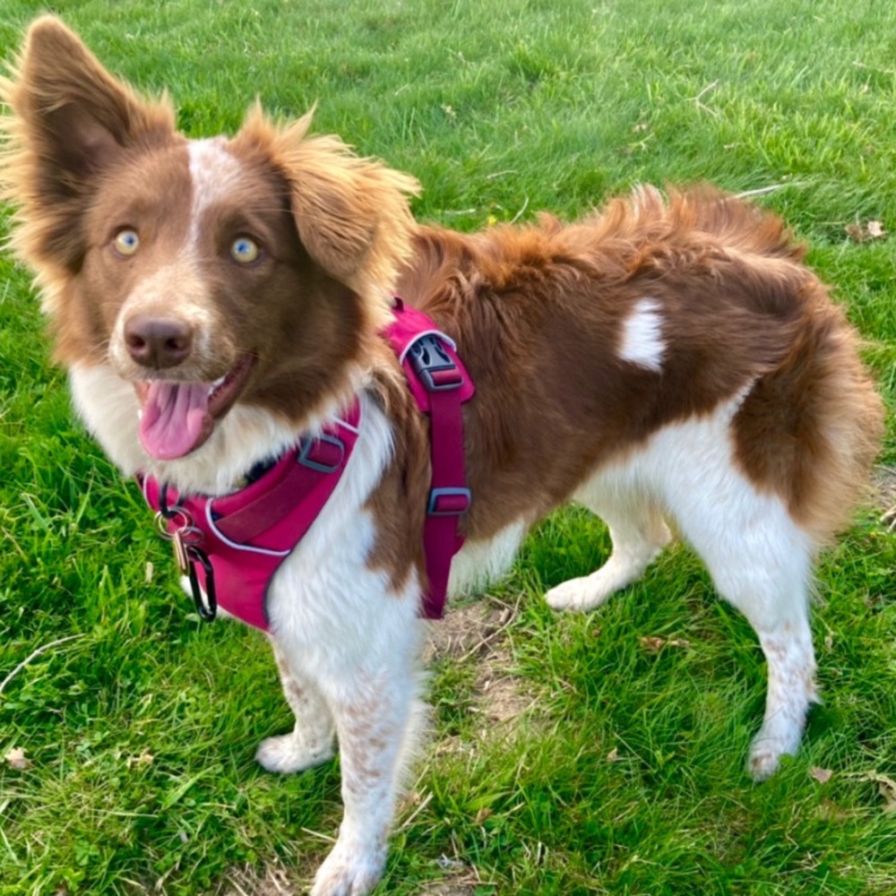 Meet your Posher, Hallie
